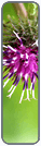 Thistle